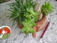 /album/galeria-de-fotos-mini-jardins-de-catos/imagem-de-2013-034-jpg/